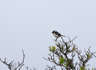 夏の高原で出会う野鳥　　ノビタキ　♂