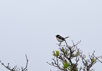夏の高原で出会う野鳥　　ノビタキ　♂