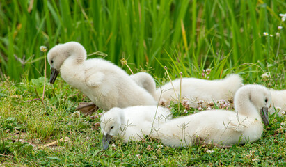羽毛がふわふわ、むくむくの可愛い野生の白鳥の赤ちゃんたち