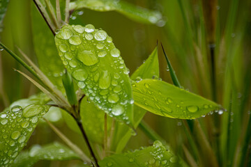 雨上がりの早朝、身にまとった朝露がこれほど美しいとは！感動しました