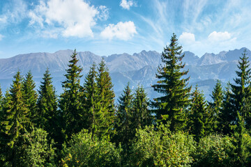 mountain landscape of poland. beautiful view in to the distant tatra ridge. popular travel destination. sunny weather with puffy clouds on the blue sky. spruce treetops in front