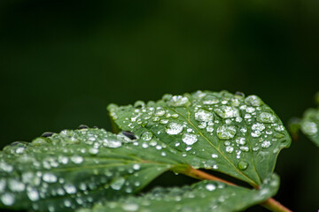 雨上がりの早朝、身にまとった朝露がこれほど美しいとは！感動しました
