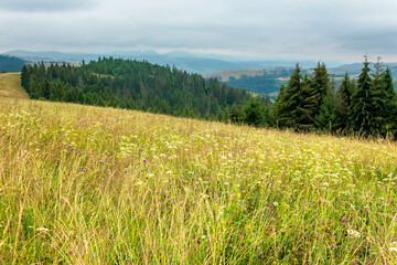 landscape with grassy meadow. field on the hill beneath an overcast sky. countryside summer scenery in mountains