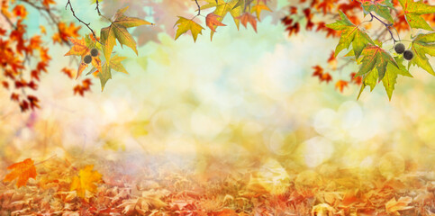 Obraz na płótnie Canvas orange fall leaves, autumn natural background with maple trees