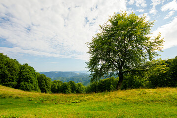 tree on the hill in green mountain landscape. beautiful nature scenery with grass on the meadow rolling in to the distance. fresh morning weather with clouds on the blue sky
