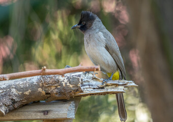 Wildlife in urban spaces - winter garden birds on the Highveld of Gauteng in South Africa
