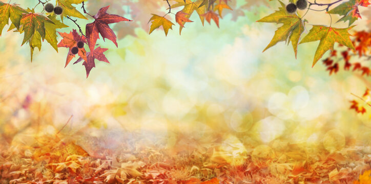 orange fall  leaves, autumn natural background with maple trees