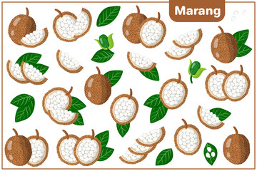 Set of vector cartoon illustrations with Marang exotic fruits, flowers and leaves isolated on white background