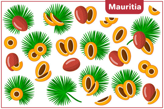 Set of vector cartoon illustrations with Mauritia exotic fruits and leaves isolated on white background