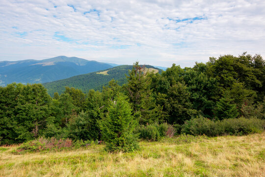 green nature landscape in mountains. beautiful scenery with beech forest on the hill. high peak in the distance. beauty of carpathian ridges. cloudy weather