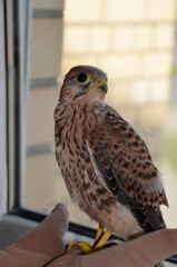 A Falcon sits on a man's arm, against the background of a window. A trained Falcon. Kestrel. Chick. The friendship of a man with a wild bird. Concept: Caring and helping animals.