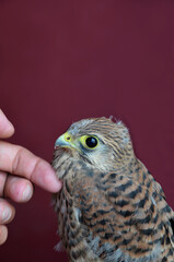The hand of a man makes a small Falcon roar. Chick. The little Kestrel. Concept: caring for wild birds. The friendship of a man with a wild bird.
