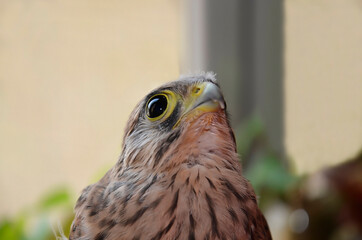 The face of a baby Falcon. Beak and eyes of a wild bird. common Kestrel. Close up.