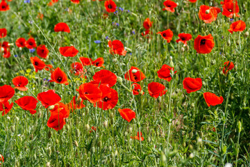 Red poppy flowers on a green meadow