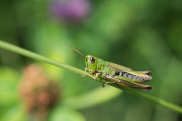 Grasshopper