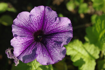 Beautiful flower growing in the summer, botanical garden