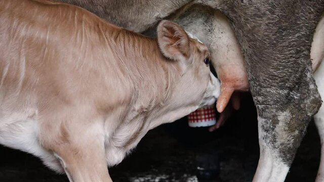 White brown calf drinking milk from cow's udder