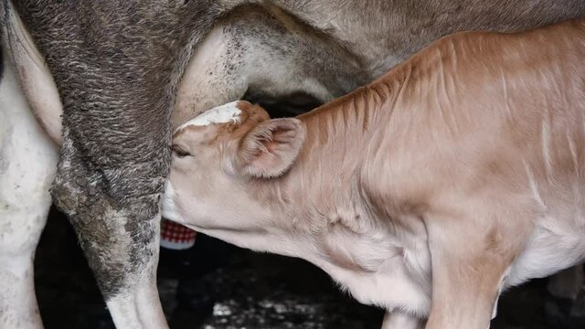 Beautiful white brown calf drinking milk from cow's udder