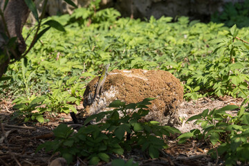 Eidechse im Garten - Italien