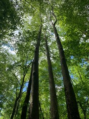 Fototapeta premium Tall trees
