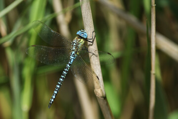 A rare Southern Migrant Hawker Dragonfly, Aeshna affinis, perching on a reed in the UK.