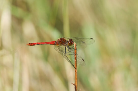 A male hunting Ruddy Darter Dragonfly, Sympetrum sanguineum, perching on the top of a plant stem.