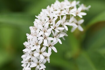 Gooseneck loosestrife is a Primulaceae perennial plant with white floret hanging in summer.