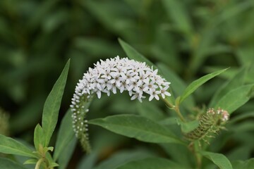 Gooseneck loosestrife is a Primulaceae perennial plant with white floret hanging in summer.