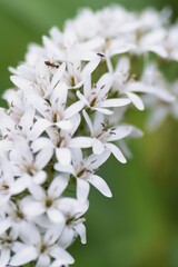 Gooseneck loosestrife is a Primulaceae perennial plant with white floret hanging in summer.