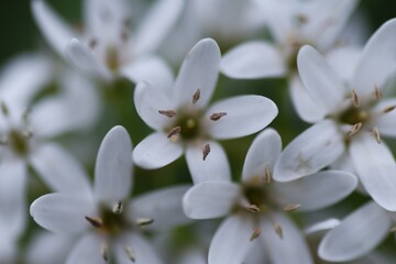 Gooseneck loosestrife is a Primulaceae perennial plant with white floret hanging in summer.