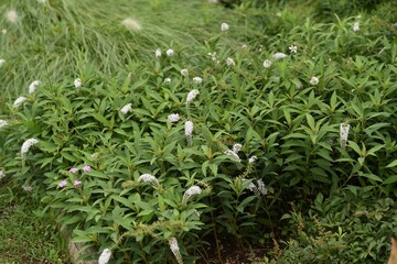 Gooseneck loosestrife is a Primulaceae perennial plant with white floret hanging in summer.