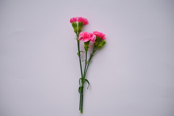 カーネーションの花