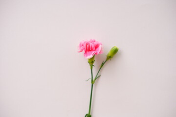 カーネーションの花