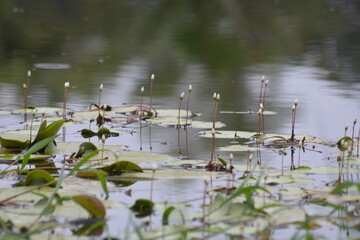 water lilies in the pond