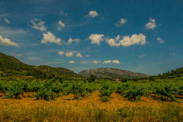 Fototapeta premium Vineyard outside Tautavel