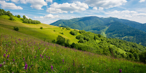 summer landscape in mountains. amazing scenery with wild herbs in fields on rolling hills of carpathians in dappled light. clouds on the blue sky above the distant ridge