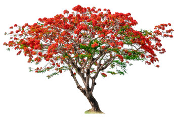 Tree isolated of Flame Tree on white background. © sandusit
