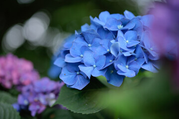 青い紫陽花