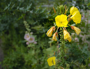 bright yellow evening primrose, flower with beautiful background