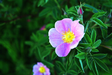 Beautiful flower growing in the summer, botanical garden