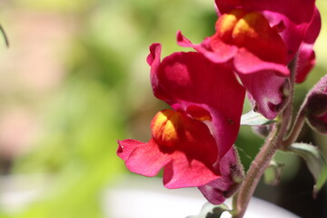 red blooming antirrhinum multiflorum