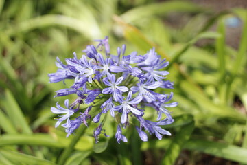 Flowers of Perth - Purple Flower