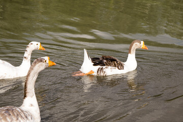 Goslings in the river in summer
