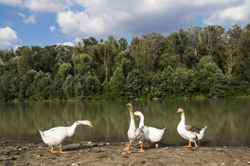 Goslings in the river in summer
