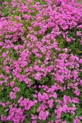 野原に咲く満開の芋酢漿草