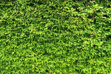 初夏の若葉のドウダンツツジの生垣
