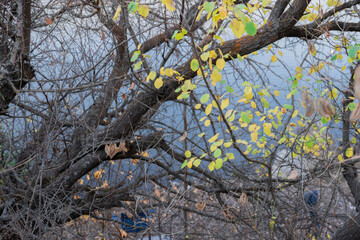 water through the tree branches image 