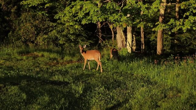 Deer Standing In Grass at Edge of Forest Rubbing Nose on Side Cute Cinematic Parallax Shot,