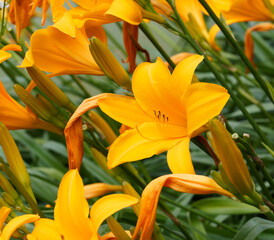Hemerocallis x cultorum 'Aten' | Taglilie 'Aten' mit seinen farbigen Blütenblättern Orangegelb