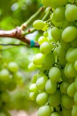 Bunch of White Grapes